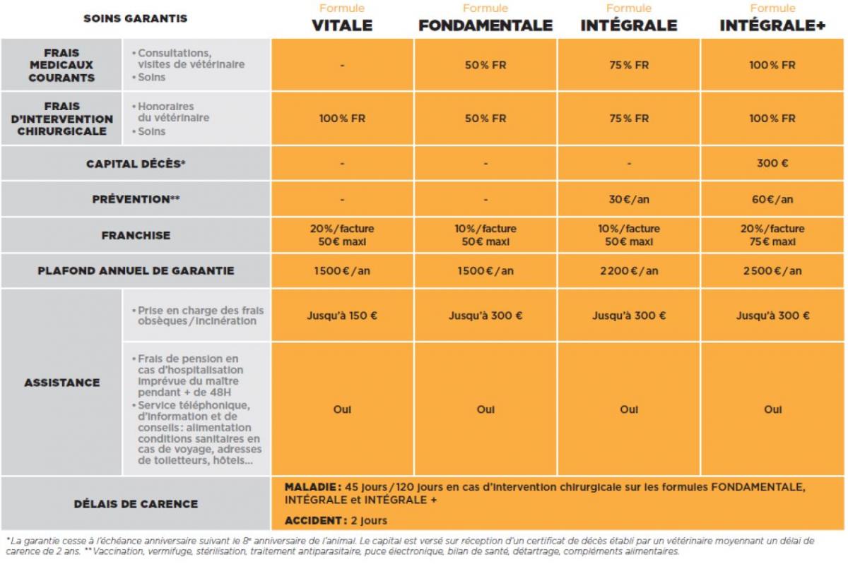 Assurance chat chien avenir serenite patrimoine notre expertise patimoniale votre avenir 1